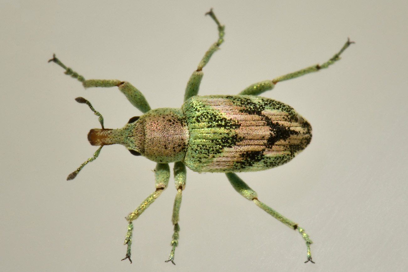 Curculionidae: Coniatus suavis? Sì.